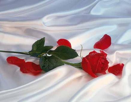 rose